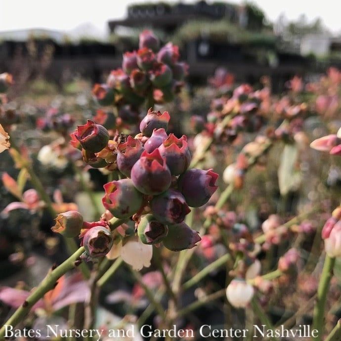 Edible #2 Vaccinium cory Bushel and Berry &#39;Peach Sorbet&#39;/ Dwarf Highbush Blueberry Native (TN)