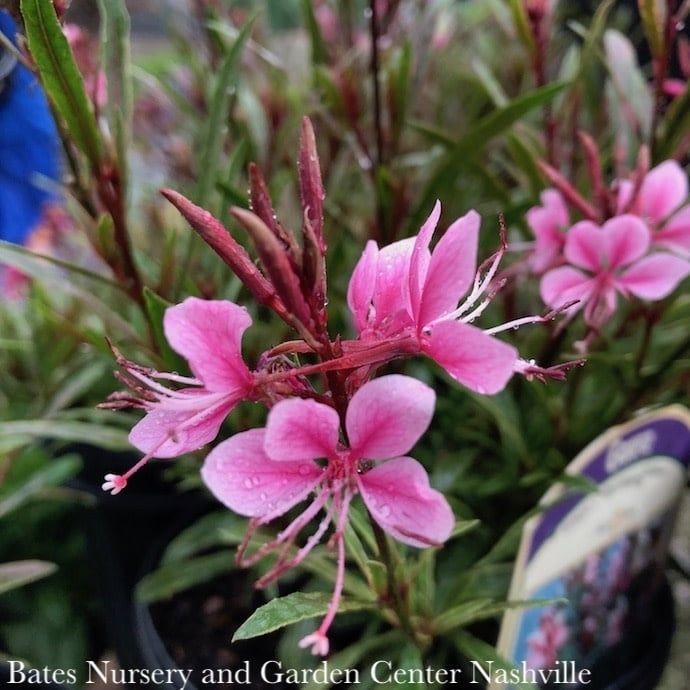#1 Gaura lin Passionate Rainbow/ Wandflower