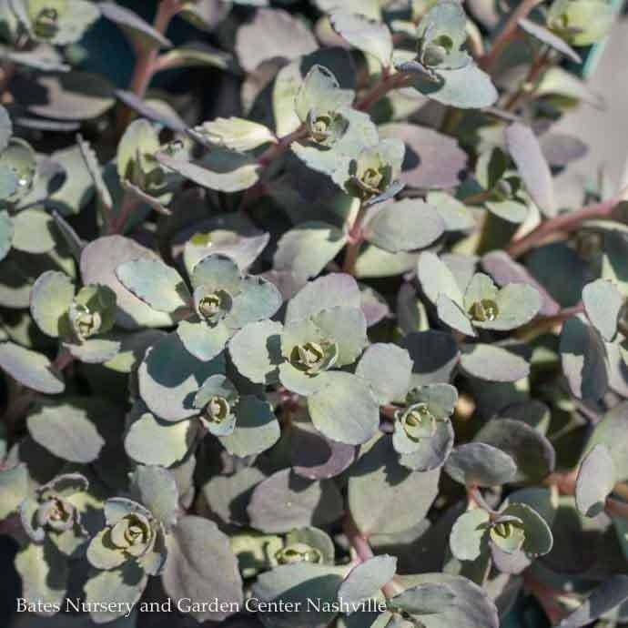 #1 Sedum x Razzleberry, Sunsparkler &#39;Dazzleberry&#39;/ Stonecrop