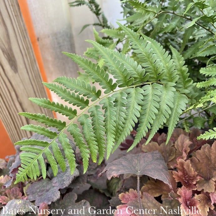 #1 Dryopteris x australis/ Dixie Wood Fern Native (TN)