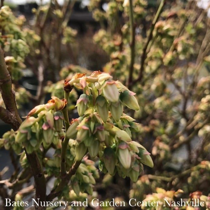 Edible #2 Vaccinium x Bushel and Berry &#39;Jelly Bean&#39;/ Dwarf Highbush Blueberry