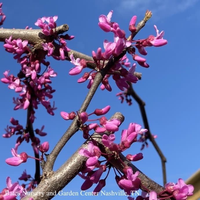 #5 Cercis can &#39;Covey&#39; Lavender Twist®/Weeping Redbud Native (TN)