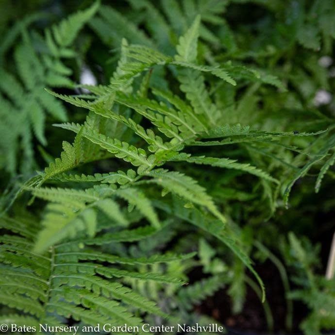 #1 Matteuccia struthiopteris/ Ostrich Fern  Native (R)