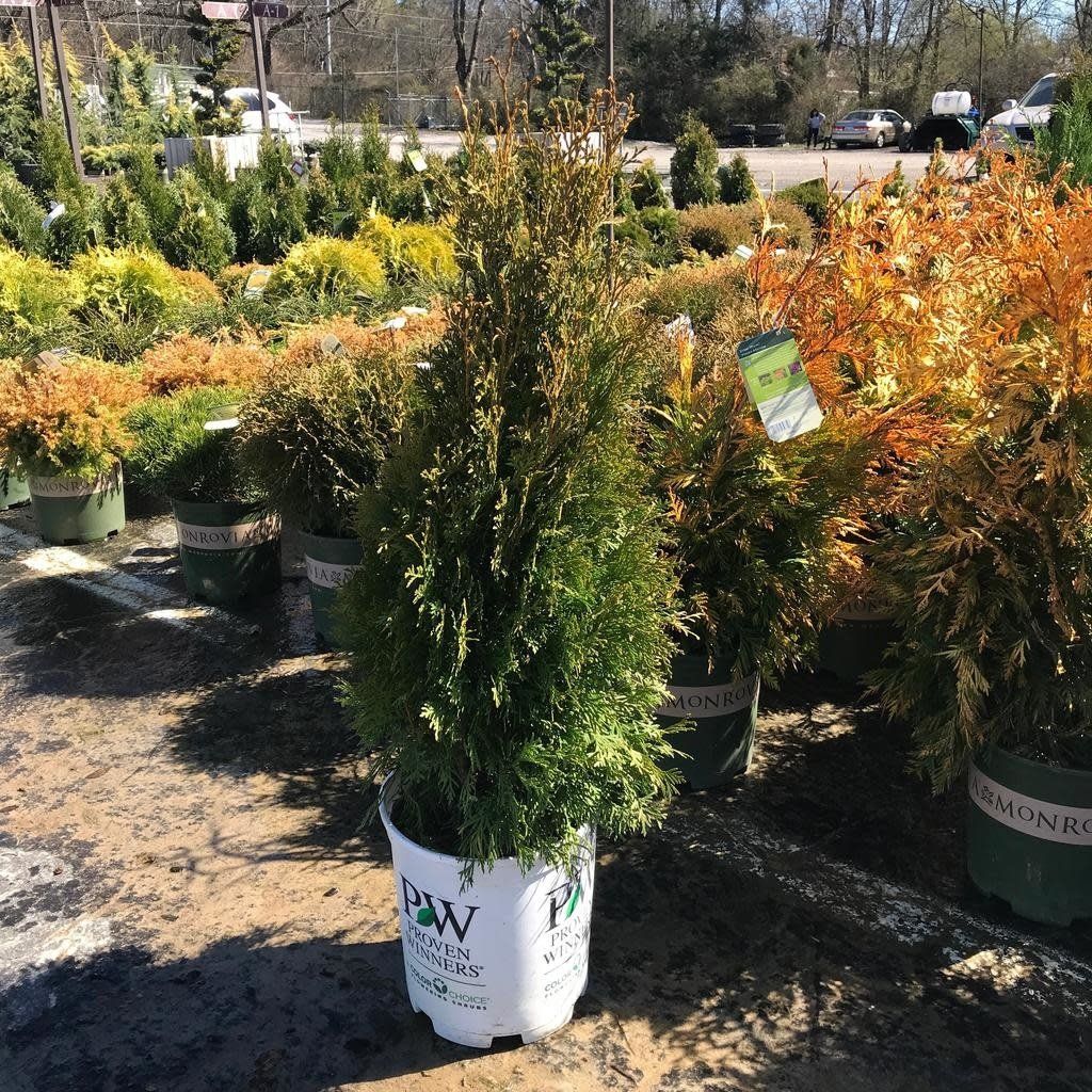 #3 Thuja occ PW North Pole/ Columnar Arborvitae