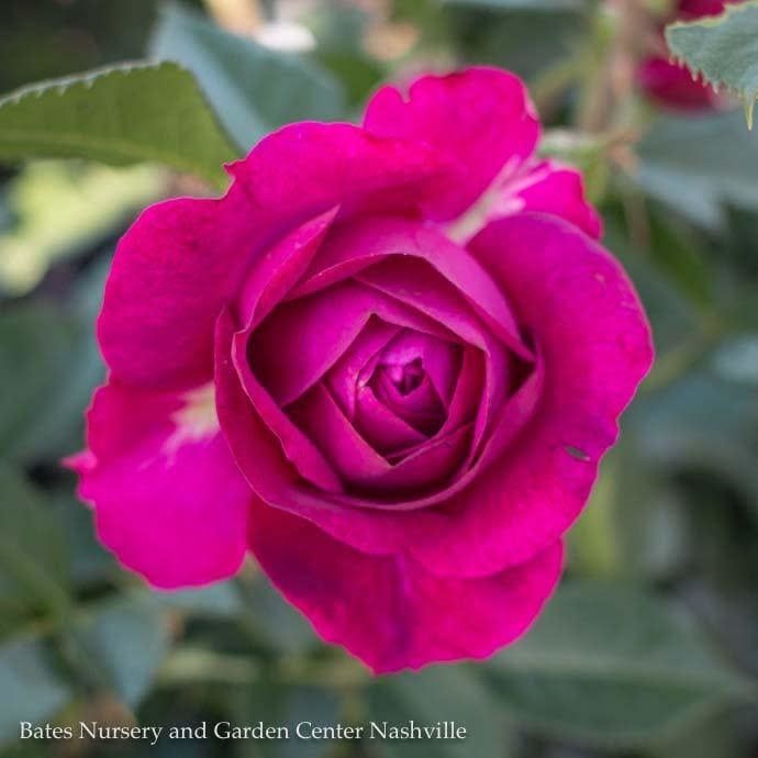 #3 Rosa Celestial Night/ Purple Floribunda Rose  - No Warranty
