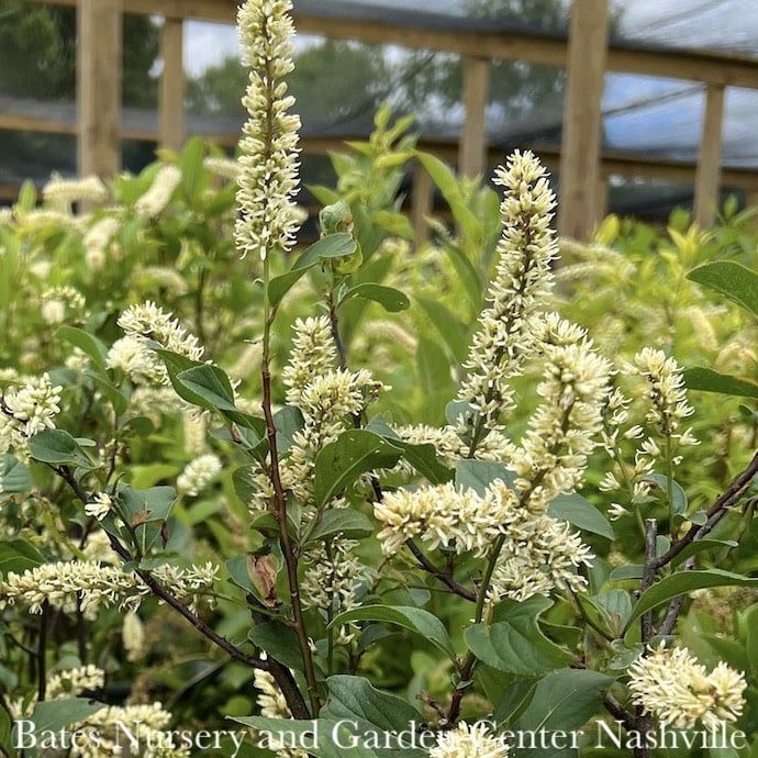 #3 Itea virginica PW Scentlandia/ Virginia Sweetspire Native (TN)