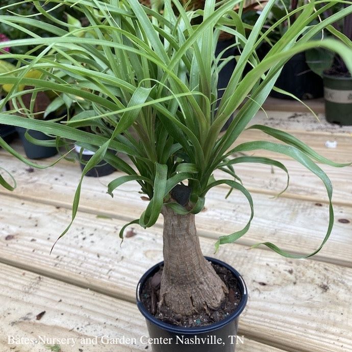 4p! Palm Beaucarnea rec / Ponytail Palm STUMP /Tropical