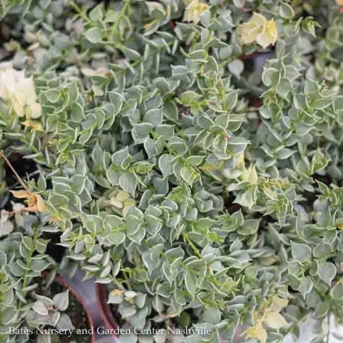 3p! Dischidia / Million Hearts Variegated /Tropical