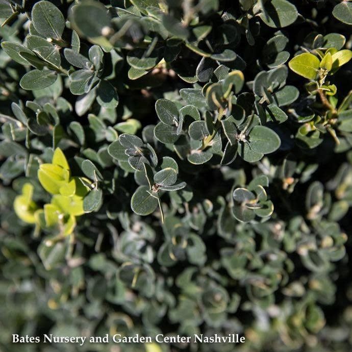 #2 Buxus x Green Mountain / Boxwood