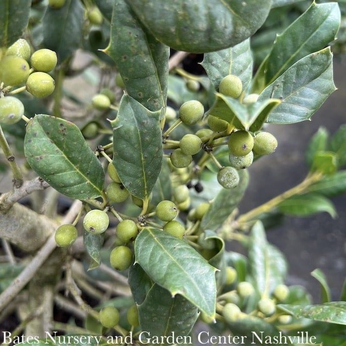 #7 Ilex x Nellie R Stevens/ Holly (self-fertile)