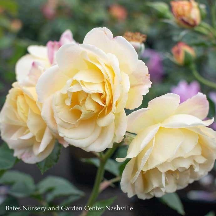 #3 Rosa Life of the Party/ Yellow, Pink Floribunda Rose  - No Warranty
