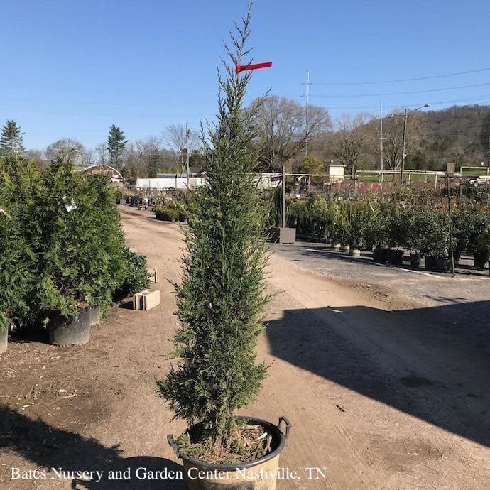 #10 Juniperus virg Taylor/ Upright Juniper Native (TN)