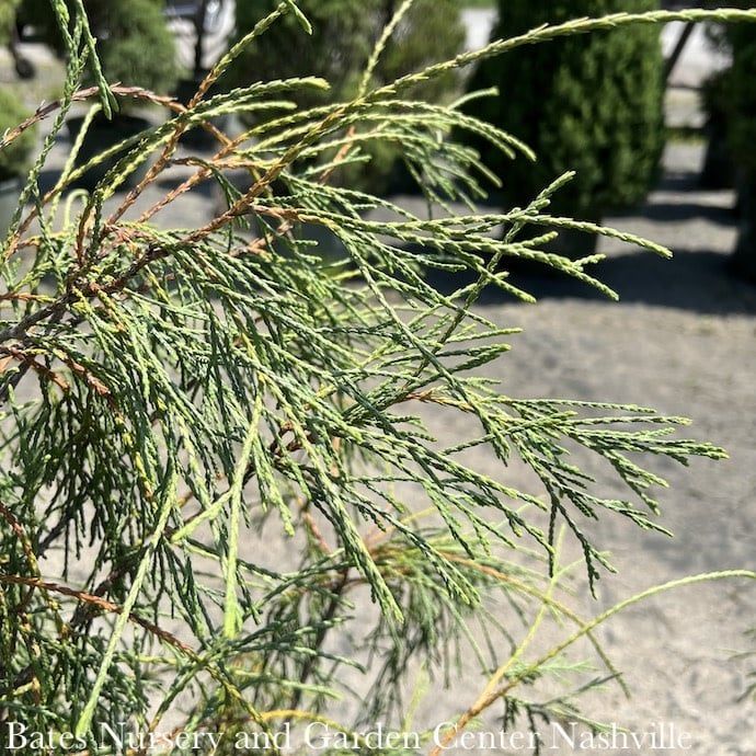 #6 Thuja filiformis/ Threadleaf Arborvitae