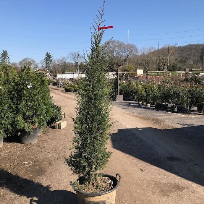 #7 Juniperus virg Taylor/ Upright Juniper Native (TN)