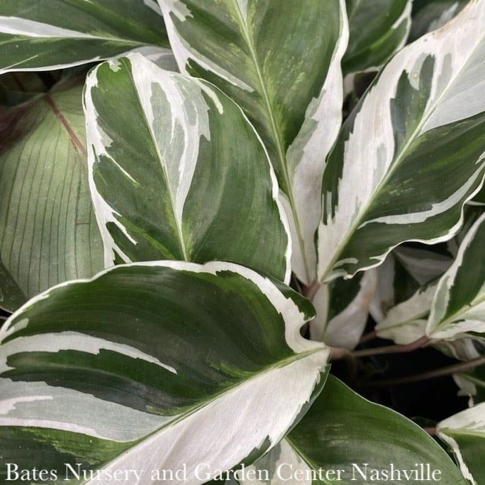 4p! Calathea White Fusion /Tropical