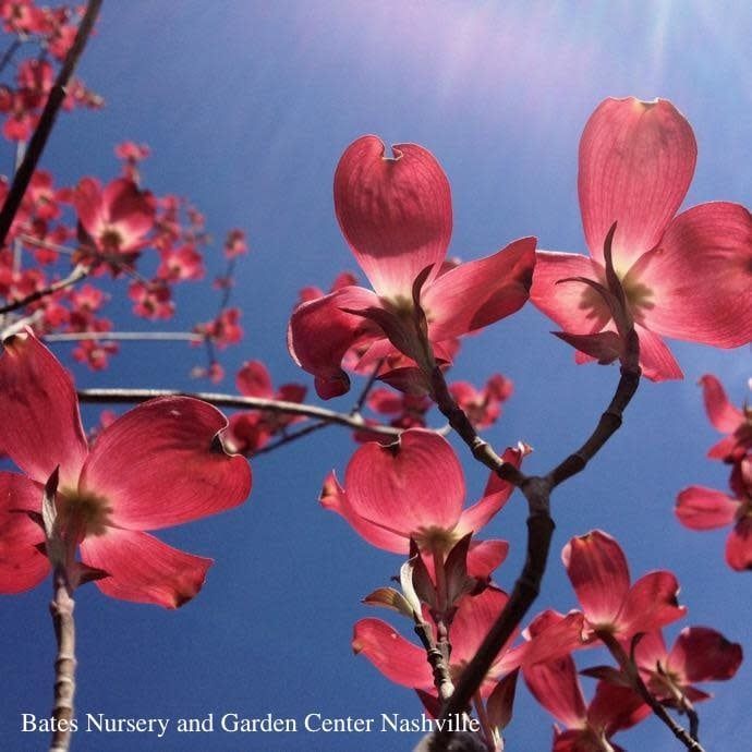 #5 Cornus florida Cherokee Brave/ Flowering Red Dogwood Native (TN)