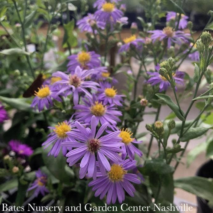 #1 Symphyotrichum laeve Bluebird/  Smooth Blue Aster Native (R)