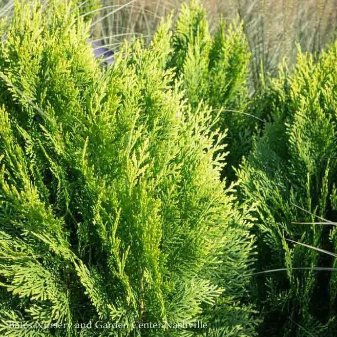 #3 Thuja orientalis Morgan/ Dwarf Arborvitae