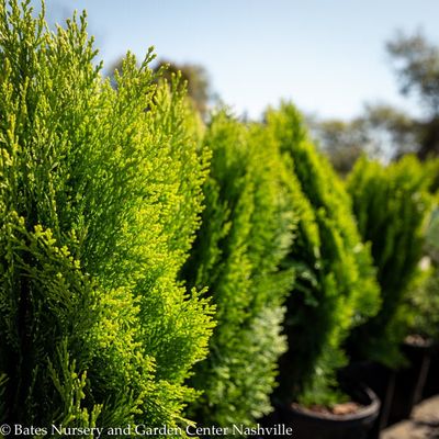 thuja lebensbaum golden smaragd Lebensbaum