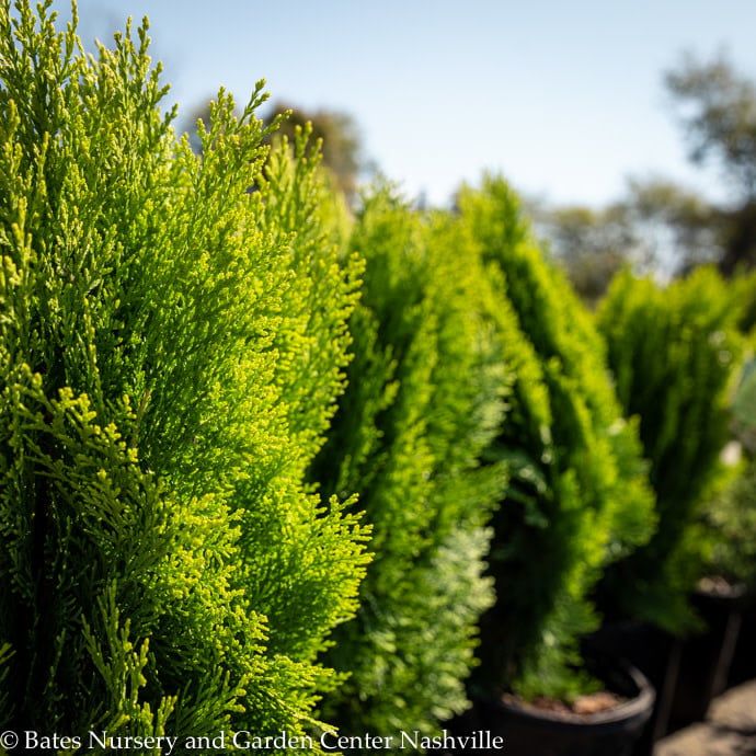#3 Thuja orientalis Morgan/ Dwarf Arborvitae