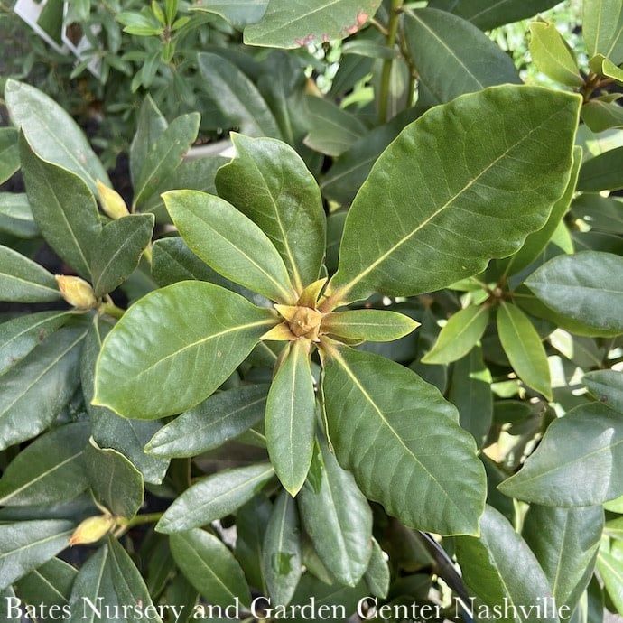 #5 Rhododendron x Nova Zembla/ Red  - No Warranty