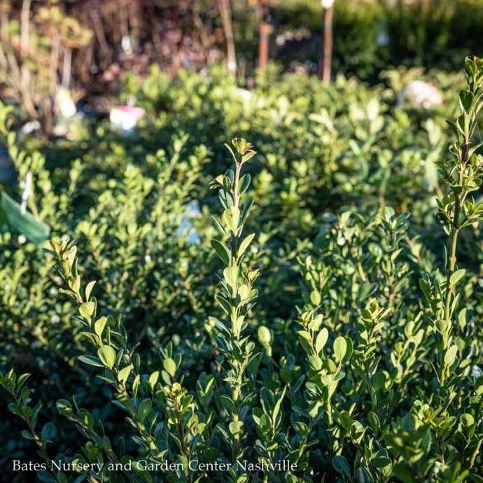 #3 Ilex cren Compacta/ Japanese Holly (female)