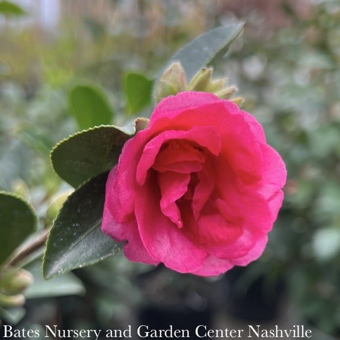 #5 Camellia sas Kanjiro/ Cerise Pink Semi-Double - No Warranty