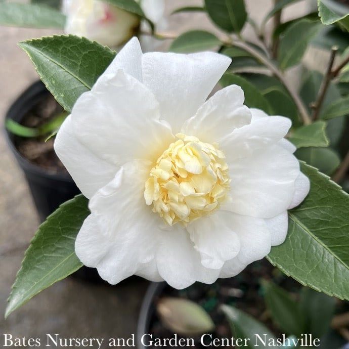 #3 Camellia x Winter&#39;s Snowman/ White - No Warranty