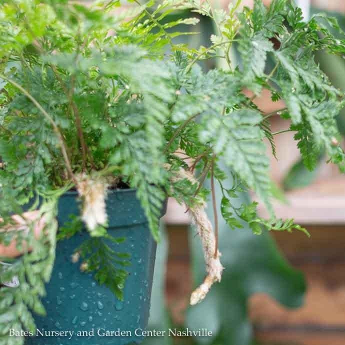 6p! Fern - Rabbit&#39;s Foot Fern /Paw /Tropical