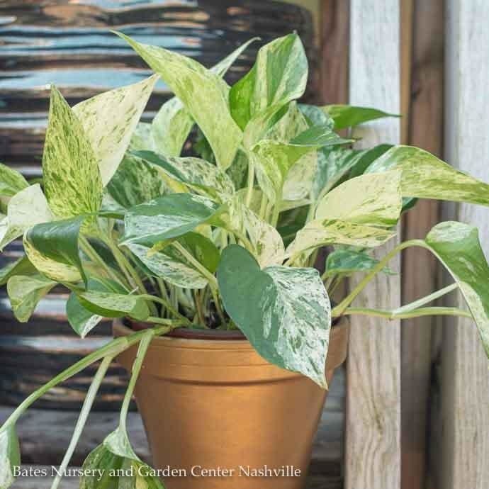 6p! Pothos Marble Queen /Devil&#39;s Ivy /Tropical