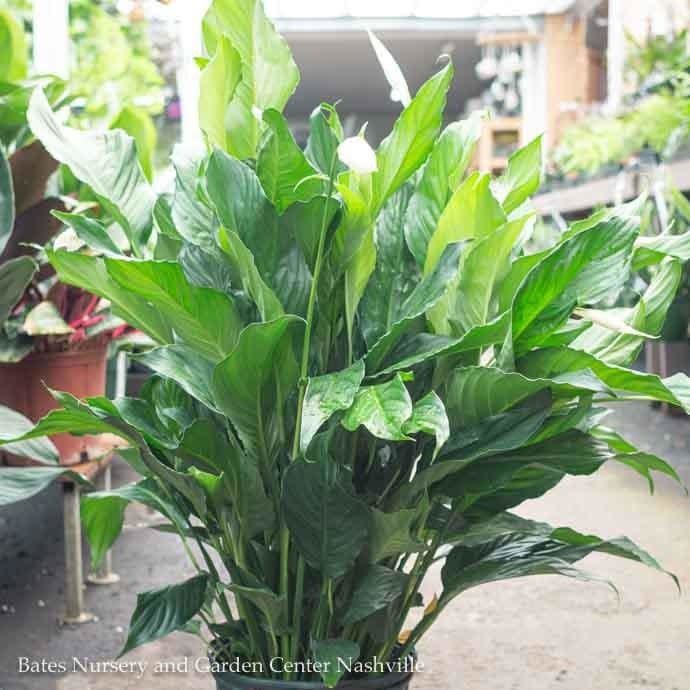10p! Spathiphyllum/Peace Lily /Tropical