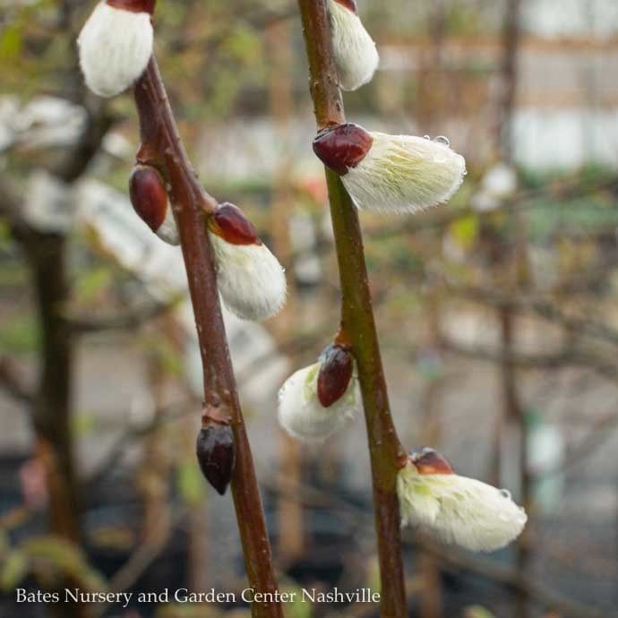 #5 Salix cap Kilmarnock/ Weeping Pussy Willow