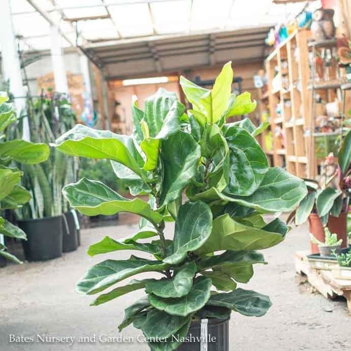 10p! Ficus Lyrata Bush /FiddleLeaf Fig /Tropical - No Warranty
