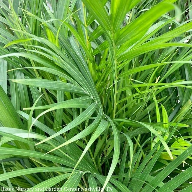10p! Palm Dypsis lutescens / Areca Palm /Tropical