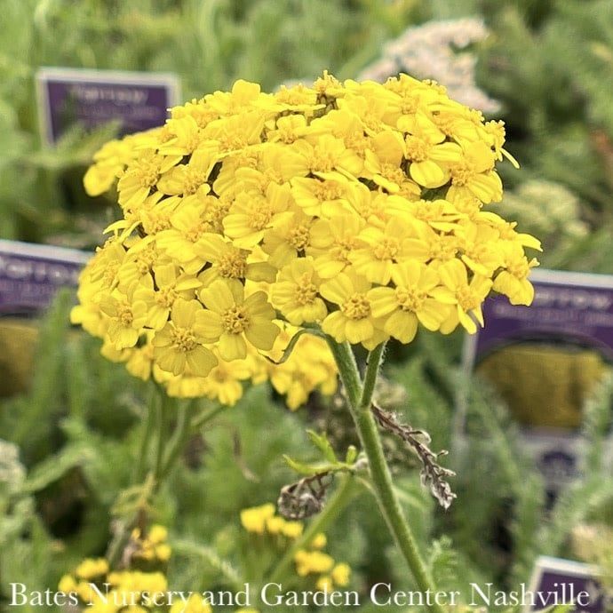 #1 Achillea mill Desert Eve &#39;Yellow&#39;/ Yarrow Native (TN)