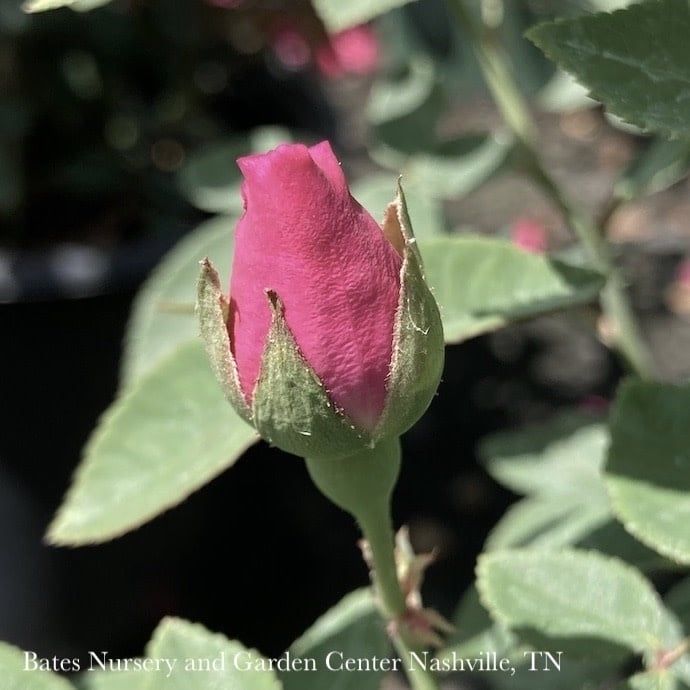 #3 Rosa Zephirine Drouhin/ Pink Climbing Rose - No Warranty