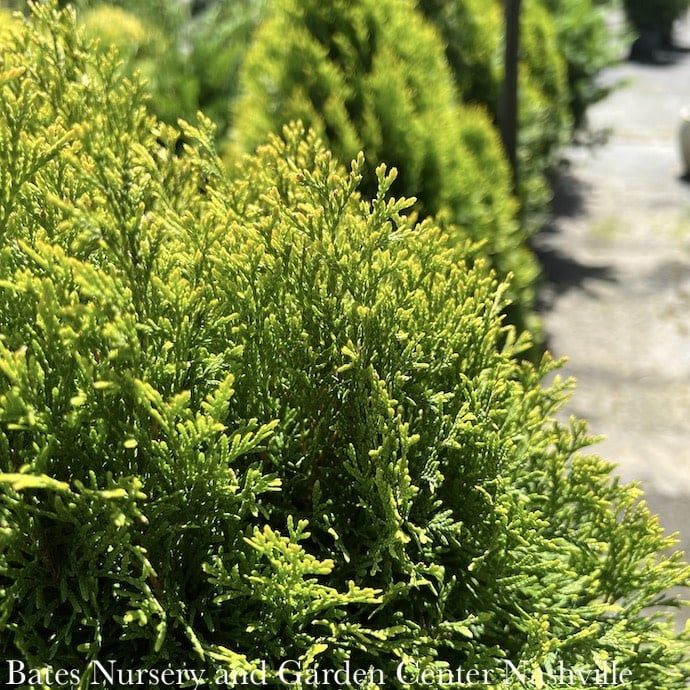 #10 Thuja occ Highlights &#39;Janed Gold&#39;/ Pyramidal Arborvitae