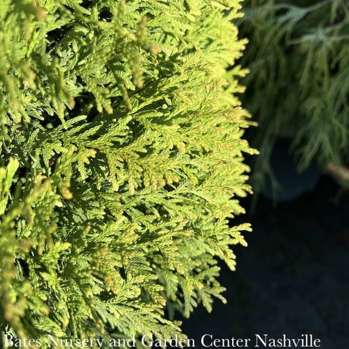 #2 Thuja occ Little Giant/ Globe Arborvitae