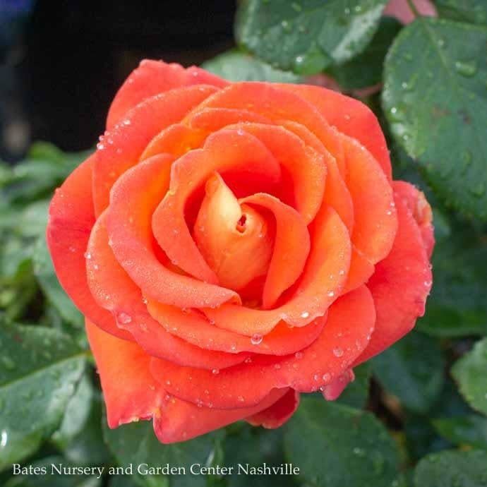 #3 Rosa Burst of Joy/ Orange Floribunda Rose - No Warranty