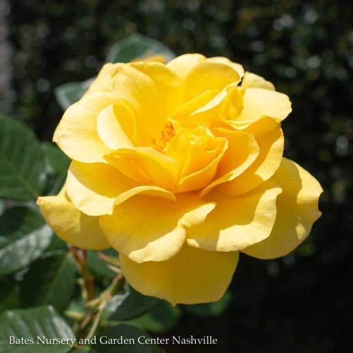 #3 Rosa Sparkle &amp; Shine/ Yellow Floribunda Rose - No Warranty