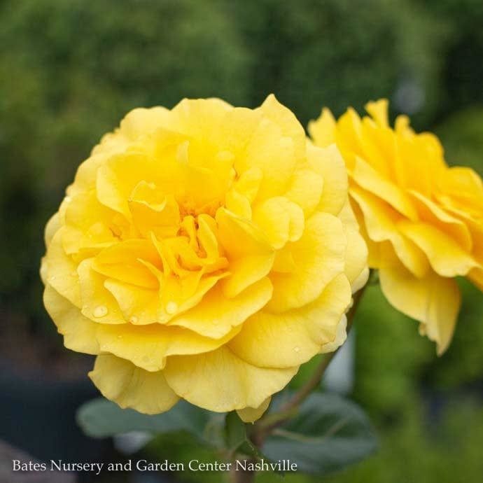 #3 Rosa Sparkle &amp; Shine/ Yellow Floribunda Rose - No Warranty