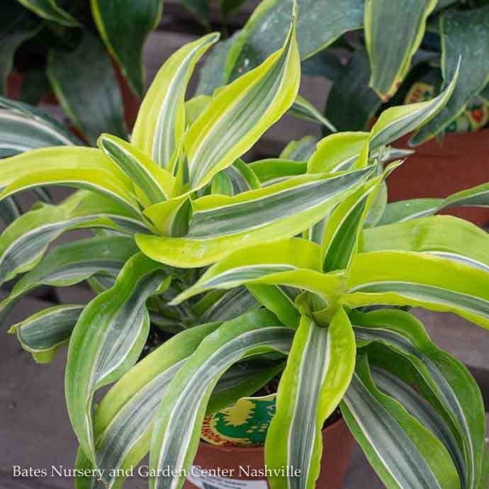 4p! Dracaena Dragon Series Lemon Surprise /Tropical