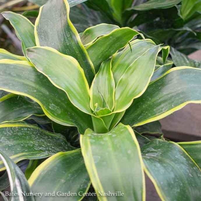 4p! Dracaena Dragon Series Lemon Surprise /Tropical