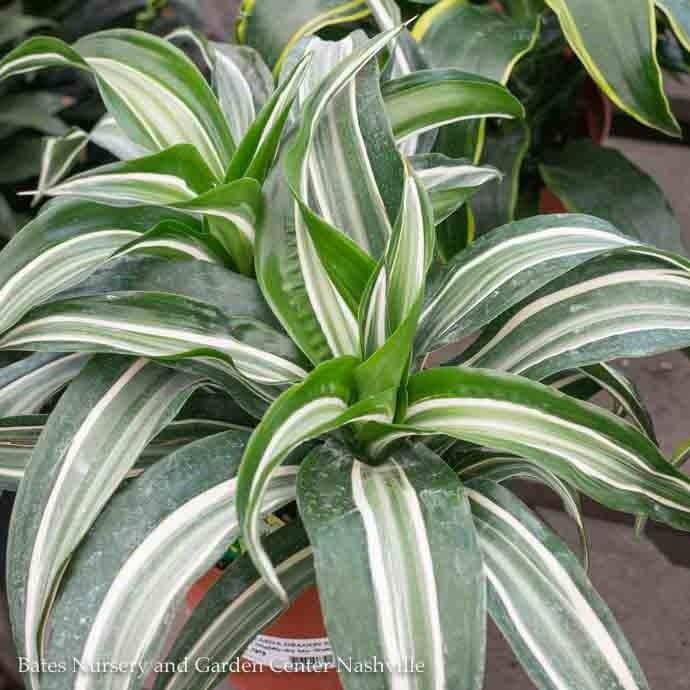 4p! Dracaena Dragon Series Lemon Surprise /Tropical