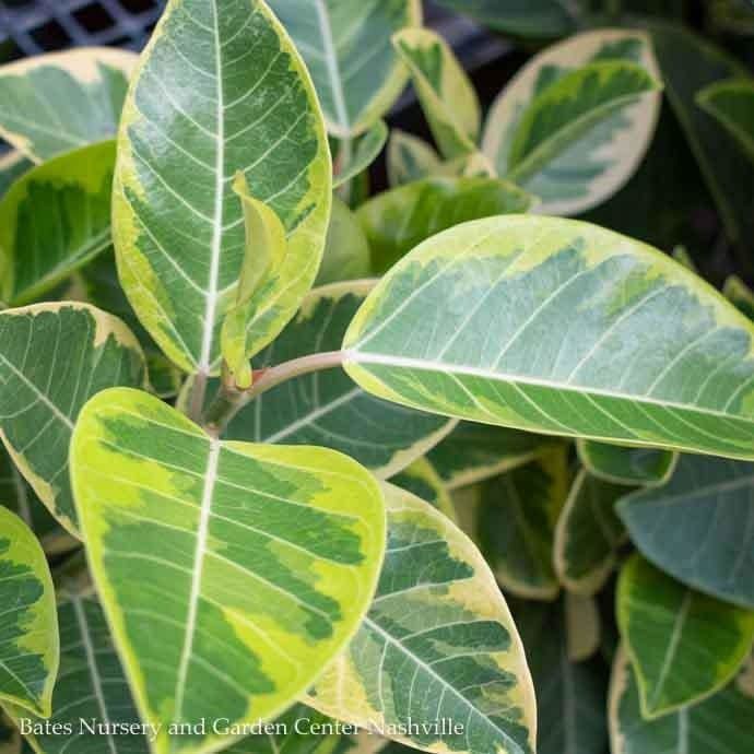 8p! Ficus Altissima Variegated STD /Tropical