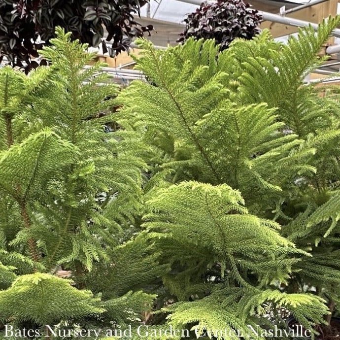 4p! Araucaria /Norfolk Island Pine /Tropical