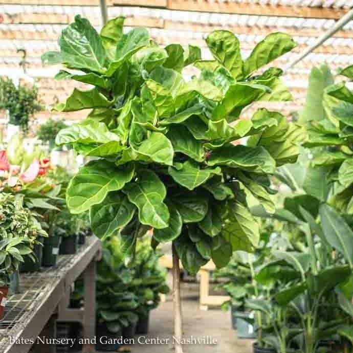 14p! Ficus Lyrata STD Standard /FiddleLeaf Fig /Tropical - No Warranty
