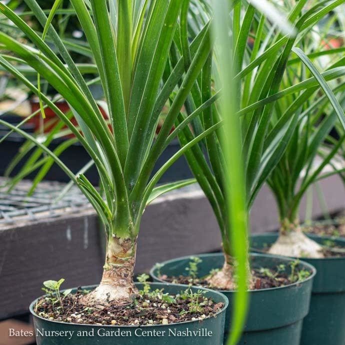 6p! Palm Beaucarnea rec / Ponytail Palm /Tropical