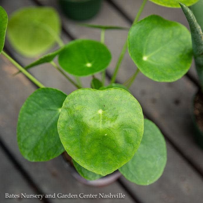 4p! Pilea peperomioides / Chinese Money Plant /Tropical