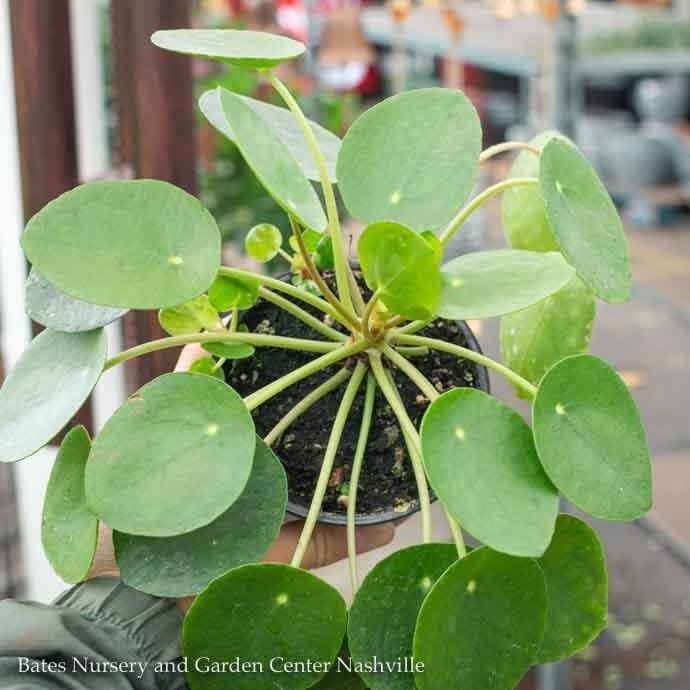 4p! Pilea peperomioides / Chinese Money Plant /Tropical
